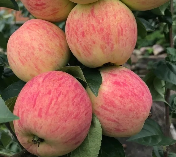 Сорт яблок сладкая нега фото и описание