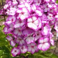 ФЛОКС СВИТ САММЕР ФЭНТЕЗИ
