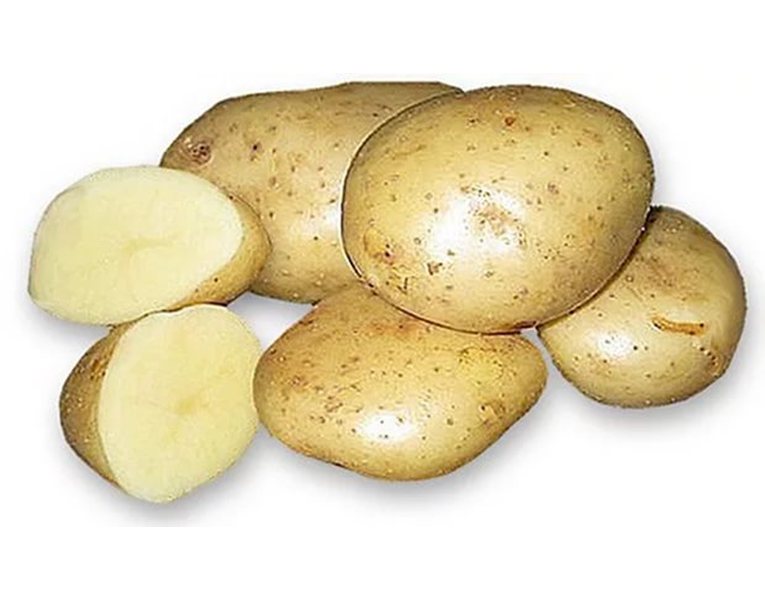 Сорта картофеля устойчивые к фитофторозу. Сорт картофеля Чайка. Сорт картофеля Атлант. Сорт картофеля удача. Картофель удача суперэлита.