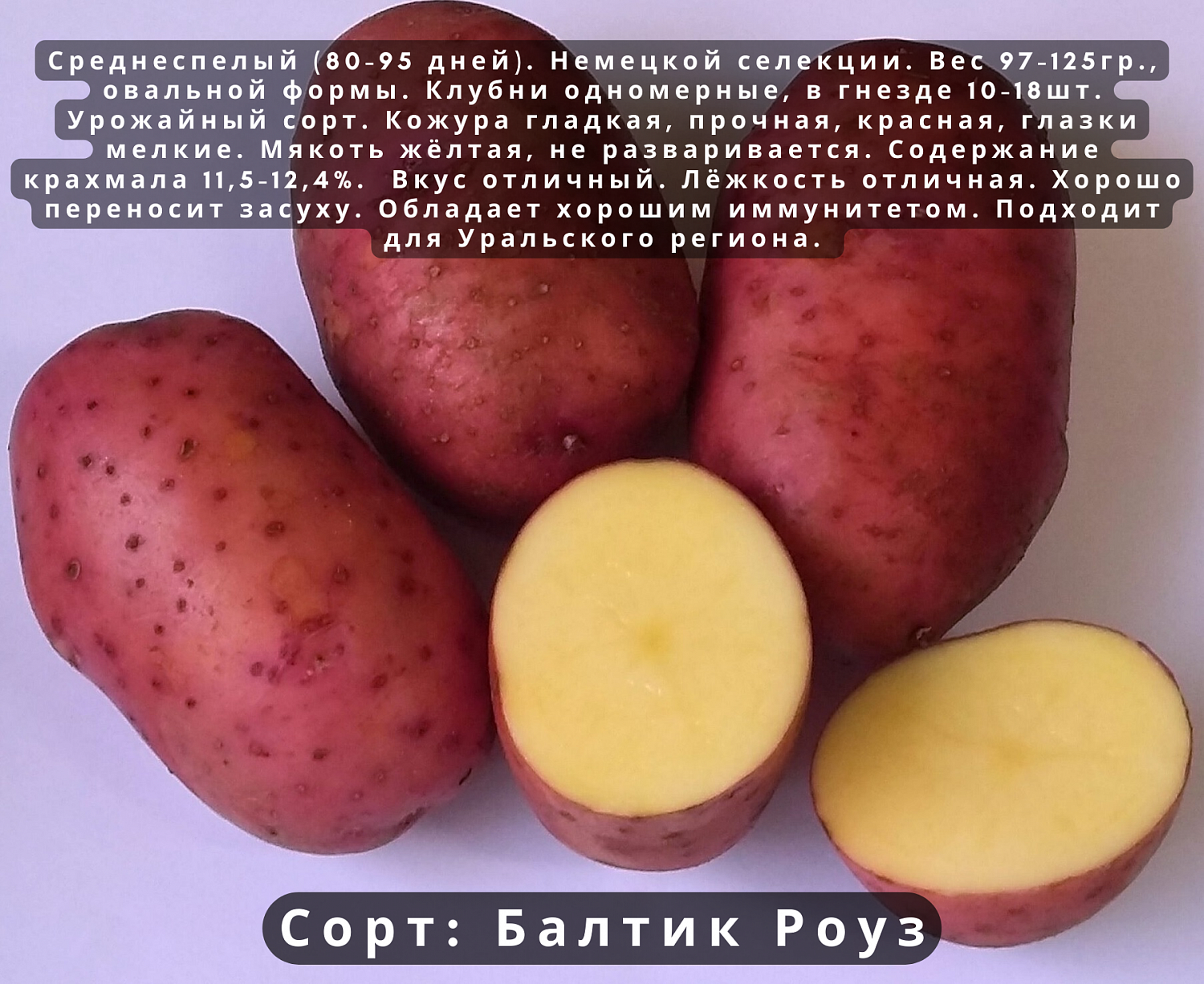 Поступление картофеля на посадку! Жми сюда и смотри описание!
