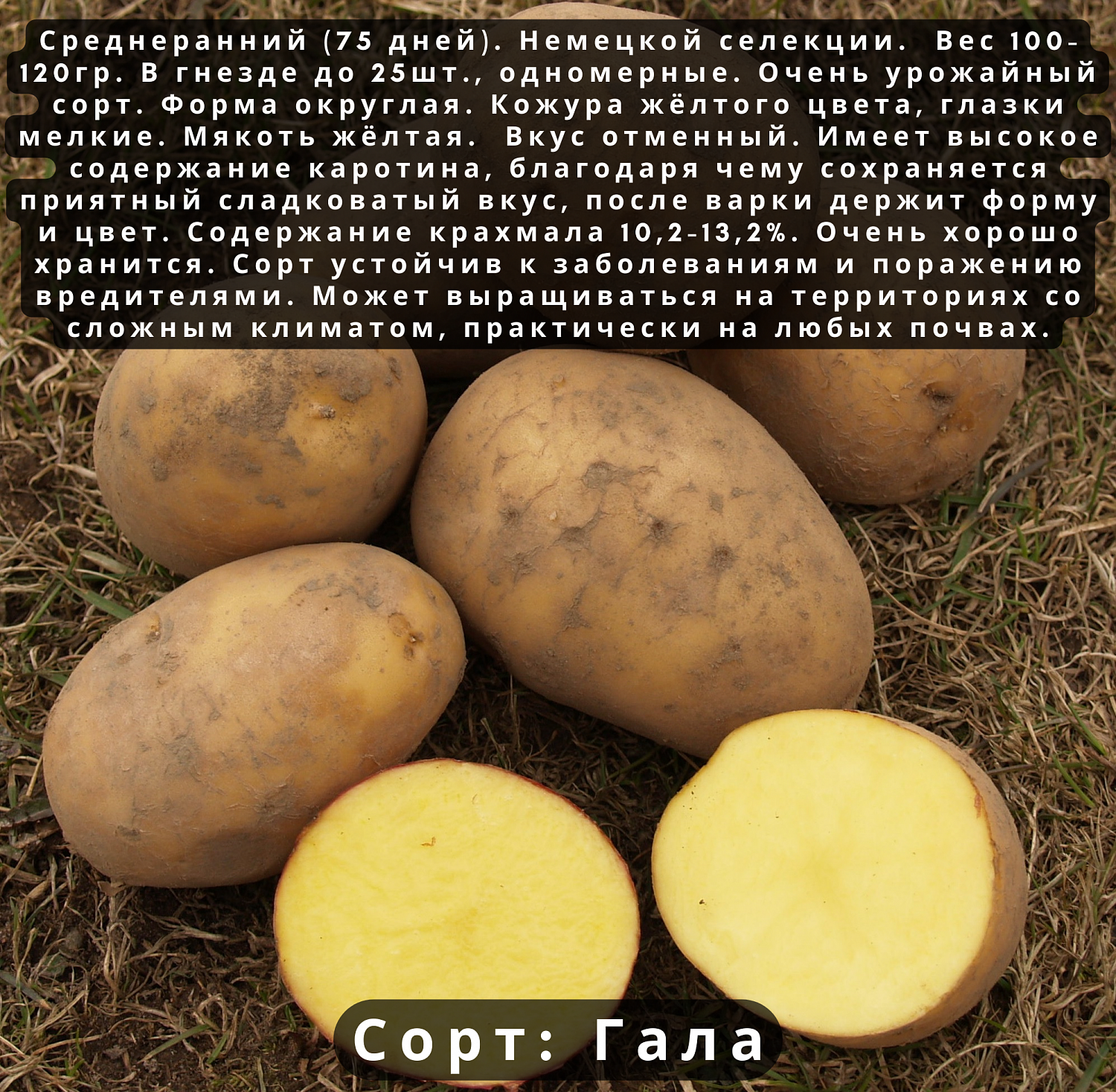 Поступление картофеля на посадку! Жми сюда и смотри описание!